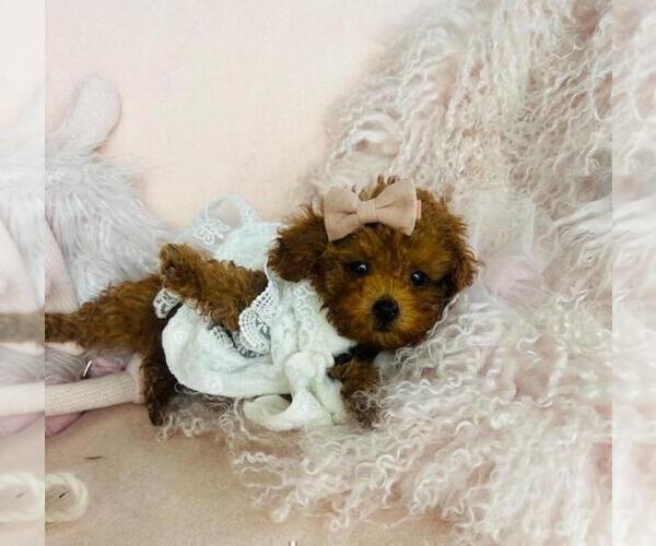 Medium Photo #3 Poodle (Toy) Puppy For Sale in PEMBROKE PINES, FL, USA