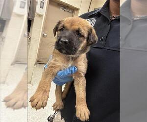 Mutt Dogs for adoption in Conroe, TX, USA