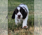 Small #6 English Springer Spaniel
