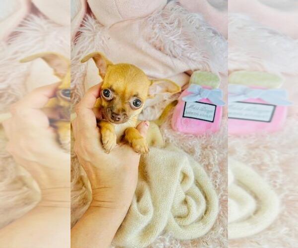Medium Photo #14 Chihuahua Puppy For Sale in PEMBROKE PINES, FL, USA