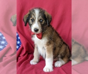 Poodle (Standard)-Siberian Husky Mix Puppy for sale in KIRKWOOD, PA, USA
