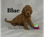 Small Photo #13 Goldendoodle Puppy For Sale in HOMEDALE, ID, USA