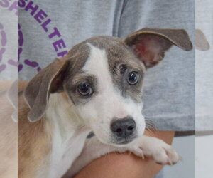 Jazz - Female Italian Greyhound-Shih Tzu Mix Dog for Adoption