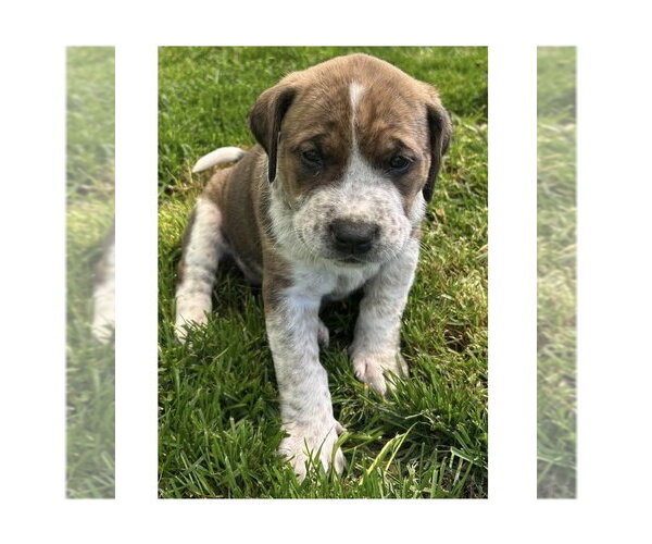 Medium Photo #2 Mutt Puppy For Sale in Mooresville, NC, USA