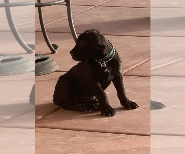Medium Photo #61 Boerboel Puppy For Sale in LAS CRUCES, NM, USA
