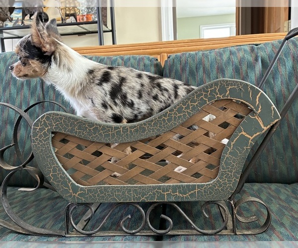 Medium Photo #4 Chihuahua Puppy For Sale in NEWVILLE, PA, USA