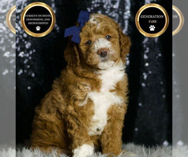 Medium Photo #5 Goldendoodle (Miniature) Puppy For Sale in WARSAW, IN, USA
