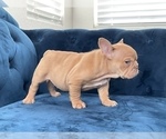 Small Photo #4 English Bulldog Puppy For Sale in LONG BEACH, CA, USA