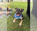 Small American Pit Bull Terrier-Bulldog Mix