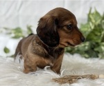 Small #9 Dachshund