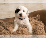 Puppy Puppy 3 Green Goldendoodle mix (+ Poodle Miniature)