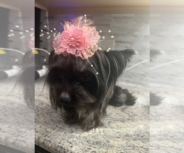 Medium Photo #3 Yorkshire Terrier Puppy For Sale in E FAYETTEVLLE, NC, USA