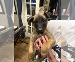 Small Photo #27 Belgian Malinois Puppy For Sale in ATHENS, AL, USA