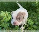 Small Photo #3 American Bully Puppy For Sale in PORTLAND, OR, USA
