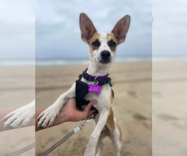 Medium Photo #1 Rat-Cha Puppy For Sale in Corona, CA, USA