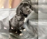 Small Photo #14 American Bandogge mastiff Puppy For Sale in FORT GARLAND, CO, USA