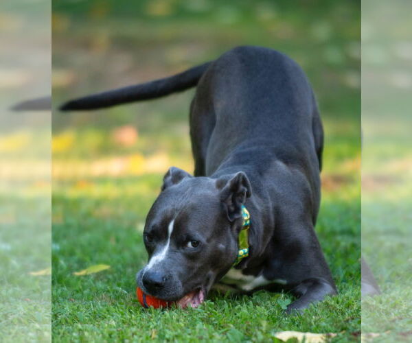 Medium Photo #5 American Staffordshire Terrier-Golden Retriever Mix Puppy For Sale in Hillsboro, NH, USA