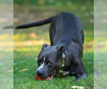Small #4 American Staffordshire Terrier-Golden Retriever Mix