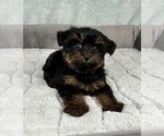 Small #3 YorkiePoo