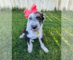 Small #11 Mutt