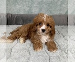 Small #2 Cavapoo