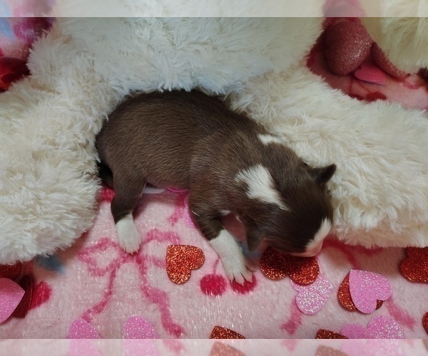 Medium Photo #25 Border Collie Puppy For Sale in NORBORNE, MO, USA