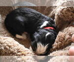 Small Photo #17 Bernedoodle Puppy For Sale in ELMWOOD, IL, USA