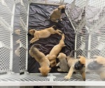 Small German Shepherd Dog-Mastiff Mix