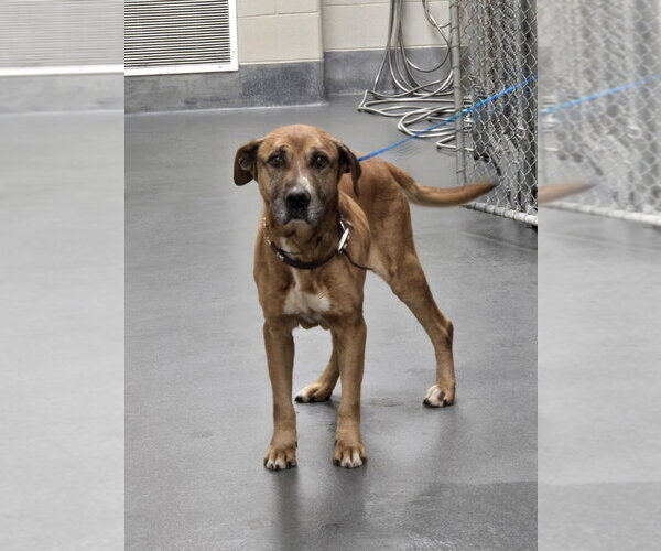 Medium Photo #1 Mutt Puppy For Sale in Glen Allen, VA, USA