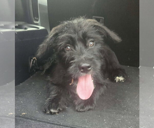 Medium Photo #4 Border Terrier-Unknown Mix Puppy For Sale in Oakhurst, NJ, USA