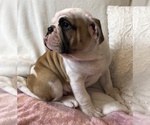 Small Photo #16 English Bulldog Puppy For Sale in CHARLESTON, SC, USA