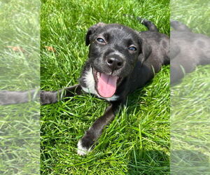 Mutt Dogs for adoption in Woodbury, NY, USA