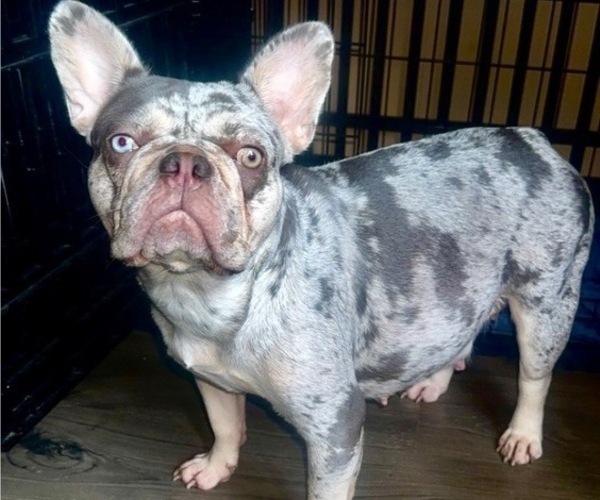 Medium Photo #1 French Bulldog Puppy For Sale in VALRICO, FL, USA