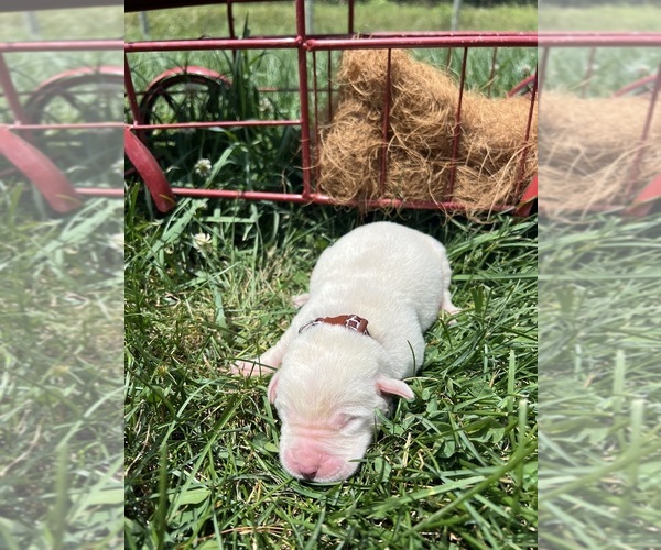 Medium Photo #9 Labrador Retriever Puppy For Sale in NEOLA, WV, USA