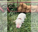 Small #8 Labrador Retriever