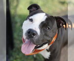 Small American Staffordshire Terrier Mix