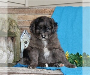 Australian Shepherd-Goldendoodle Mix Puppy for sale in HOLTWOOD, PA, USA