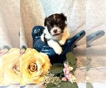 Small #1 Havanese