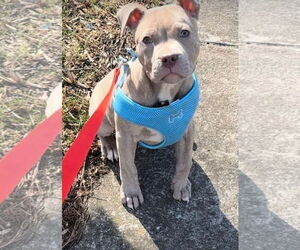 Bulldog-Unknown Mix Dogs for adoption in Tarrytown, GA, USA