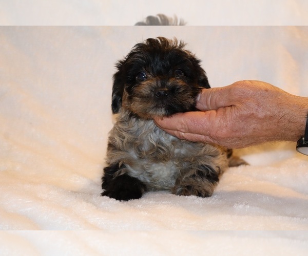 Medium Photo #24 Yorkiepoo mix (+ Poodle Toy) Puppy For Sale in DYERSBURG, TN, USA