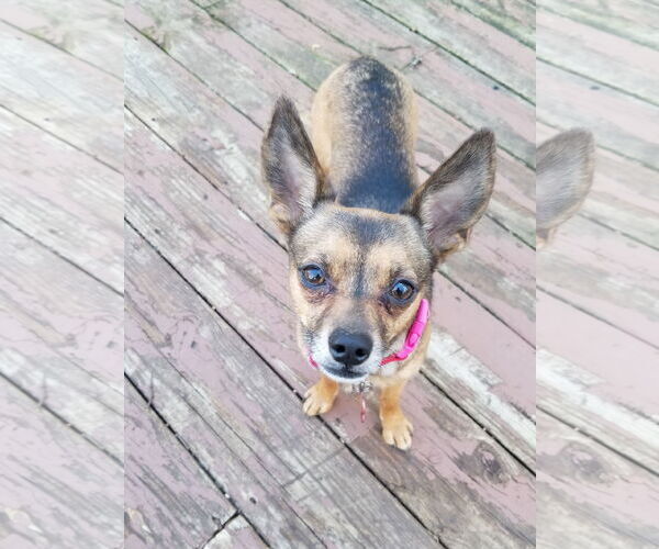 Medium Photo #4 Chihuahua Puppy For Sale in Mount Laurel, NJ, USA