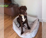Small Labrador Retriever Mix