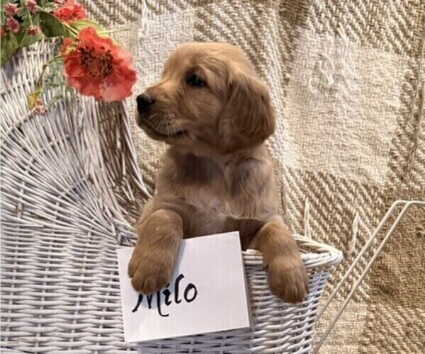 Medium Photo #5 Golden Retriever Puppy For Sale in OWEN, WI, USA