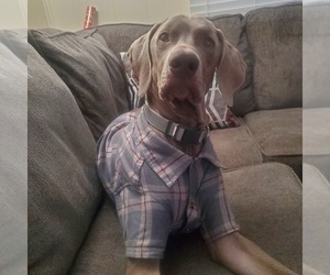 Father of the Weimaraner puppies born on 06/01/2025
