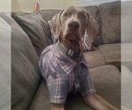 Small Photo #1 Weimaraner Puppy For Sale in INDIANAPOLIS, IN, USA