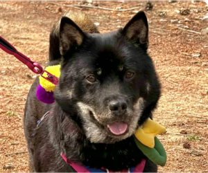 Mutt Dogs for adoption in San Ramon, CA, USA