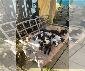 Chihuahua-Jack Chi Mix Puppy for sale in MORENO VALLEY, CA, USA