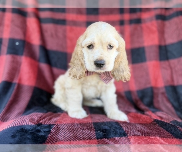 Medium Photo #5 Cocker Spaniel Puppy For Sale in LAKELAND, FL, USA