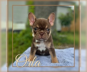 French Bulldog Puppy for Sale in PALM BAY, Florida USA