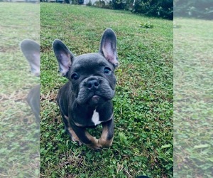 French Bulldog Puppy for sale in YONKERS, NY, USA
